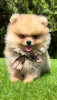 Additional photos: Pomeranian (BOO) male