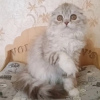 Photo №3. Highland Fold cat. Russian Federation