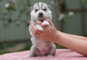 Additional photos: Siberian husky puppies from pedigree parents