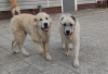 Photo №2 to announcement № 11220 for the sale of central asian shepherd dog - buy in Russian Federation private announcement