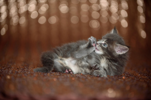 Additional photos: Maine Coon kitten