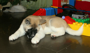 Photo №2 to announcement № 4884 for the sale of american akita - buy in Russian Federation breeder