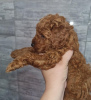 Photo №3. Red toy poodle. Serbia