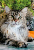 Photo №1. maine coon - for sale in the city of Tyumen | negotiated | Announcement № 9766