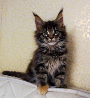 Photo №4. I will sell maine coon in the city of St. Petersburg. private announcement, from nursery, breeder - price - 536$