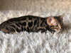 Additional photos: Bengal girl in breeding