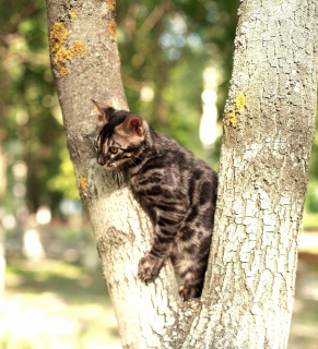 Photo №4. I will sell bengal cat in the city of Ryazan. private announcement, from nursery, breeder - price - 813$