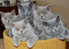 Photo №2 to announcement № 8860 for the sale of british shorthair - buy in France breeder