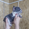Photo №4. I will sell french bulldog in the city of Bač. breeder - price - negotiated