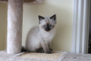 Photo №2 to announcement № 37130 for the sale of ragdoll - buy in United States private announcement