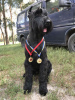 Photo №4. I will sell giant schnauzer in the city of Kharkov. from nursery - price - 367$