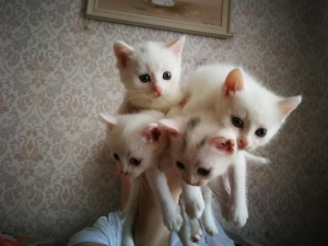 Photo №3. Kittens in caring hands) Age 1.5 months (born April 9). Russian Federation