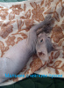 Photo №2 to announcement № 100836 for the sale of donskoy cat - buy in Russian Federation breeder