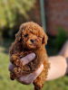 Photo №4. I will sell poodle (dwarf) in the city of Нови Сад.  - price - negotiated