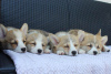 Additional photos: Welsh Corgi Pembroke puppies