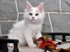 Photo №1. ragdoll - for sale in the city of Loutraki | 370$ | Announcement № 65086