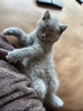 Photo №1. british shorthair - for sale in the city of Tres Rios | 200$ | Announcement № 92176