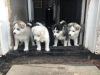 Photo №2 to announcement № 47495 for the sale of siberian husky - buy in Germany private announcement