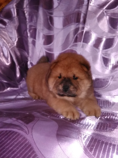 Photo №1. chow chow - for sale in the city of Avilo Uspenka | 300$ | Announcement № 1764