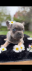 Photo №4. I will sell french bulldog in the city of Belgrade.  - price - negotiated