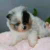 Photo №1. pomeranian - for sale in the city of Illinois City | 450$ | Announcement № 127578