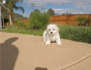 Photo №3. Beautiful Kc Registered Maltese Puppy Ready For New Home. Switzerland