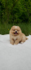Photo №4. I will sell pomeranian in the city of Brest. breeder - price - negotiated