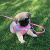 Additional photos: Adorable Male and Female Pug Puppies For Sale Contact https//wa.me/66987813472