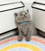 Photo №1. british shorthair - for sale in the city of Raleigh | 300$ | Announcement № 88662