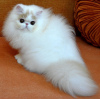 Photo №3. Pure persian. Romania