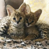 Photo №1. savannah cat - for sale in the city of Graz | 2113$ | Announcement № 99646