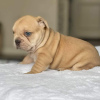 Photo №2 to announcement № 125623 for the sale of french bulldog - buy in United Kingdom 