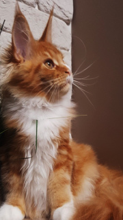 Photo №2 to announcement № 3232 for the sale of maine coon - buy in Ukraine from nursery