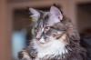 Photo №3. Maine Coon STARKS DOMINIC. Russian Federation