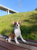 Additional photos: Basenji puppies for sale