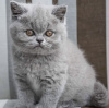 Photo №2 to announcement № 101739 for the sale of british shorthair - buy in Germany breeder