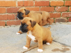 Photo №1. boxer - for sale in the city of Dusseldorf | 359$ | Announcement № 74486