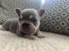 Photo №2 to announcement № 120944 for the sale of french bulldog - buy in United States private announcement