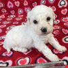 Photo №1. bichon frise - for sale in the city of Texas City | negotiated | Announcement № 105491