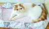 Photo №4. I will sell exotic shorthair in the city of Minsk. breeder - price - 1057$