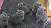 Photo №1. british shorthair - for sale in the city of Sydney | negotiated | Announcement № 19439