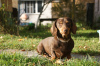 Photo №1. dachshund - for sale in the city of Munich | 423$ | Announcement № 105364