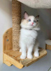 Photo №2 to announcement № 121719 for the sale of ragdoll - buy in Russian Federation breeder