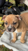 Photo №1. staffordshire bull terrier - for sale in the city of Minsk | 1100$ | Announcement № 123026