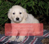 Photo №2 to announcement № 11317 for the sale of golden retriever - buy in Switzerland private announcement