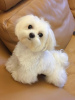 Photo №4. I will sell maltese dog in the city of Даллас. private announcement - price - 500$
