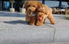 Photo №2 to announcement № 111766 for the sale of poodle (toy) - buy in Serbia 