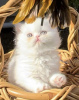 Photo №1. persian cat - for sale in the city of Siegburg | 264$ | Announcement № 121675