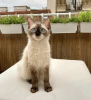 Photo №4. I will sell siamese cat in the city of Munich. private announcement, breeder - price - 475$