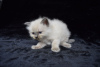 Photo №2 to announcement № 37127 for the sale of ragdoll - buy in United States private announcement